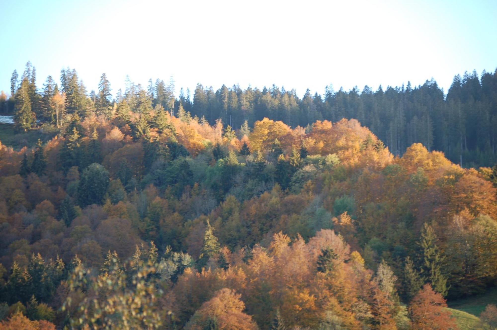Gasthaus Schaefli Alt St. Johann المظهر الخارجي الصورة